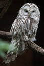 East European Ural owl Strix uralensis uralensis Royalty Free Stock Photo