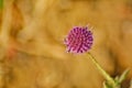 East Indian Globe Thistle Royalty Free Stock Photo