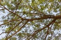 East indian walnut, Rain tree Royalty Free Stock Photo