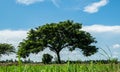 East Indian walnut or silk tree or rain tree and beautiful blue sky background, look like green umbrella.Earth day concept. Royalty Free Stock Photo