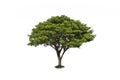 East Indian walnut tree, green rain tree or monkey pod on a white background. Royalty Free Stock Photo