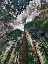 East Java, Indonesia - June 25, 2023 : tall big trees and blue sky in Mojosemi Forest Park, East Java Royalty Free Stock Photo