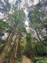 East Java, Indonesia - June 25, 2023 : tall big trees and blue sky in Mojosemi Forest Park, East Java Royalty Free Stock Photo