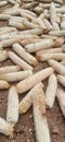 East Java March, a collection of corn stalks whose seeds have been removed