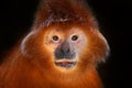 East Javan langur, Trachypithecus auratus, also known as the ebony lutung, orange red monkey from Indonesia in Asia. Close-up cute