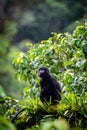 East Javan langur (Trachypithecus auratus), also known as the ebony lutung, Javan langur, Javan lutung on the tree Royalty Free Stock Photo