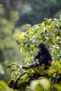 East Javan langur (Trachypithecus auratus), also known as the ebony lutung, Javan langur, Javan lutung on the tree Royalty Free Stock Photo