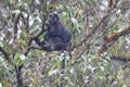 East Javan langur (Trachypithecus auratus) in Java island, Indonesia