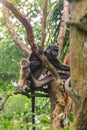 East Javan Langur Trachypithecus auratus mother and child on tree branch