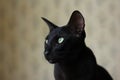 East oriental black cat