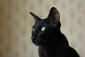 East oriental black cat