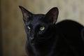 East oriental black cat