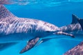 East Pacific dolphins in the Red Sea