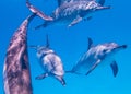 East Pacific dolphins in the Red Sea