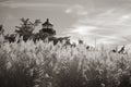 East Point Lighthouse in sepia