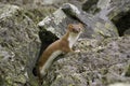 East siberian ermine(Mustela erminea kaneii).