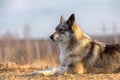 The East Siberian Laika (related breed husky).