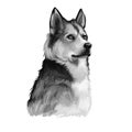 East Siberian Laika, Vostotchno-Sibirskaia Laika dog digital art illustration isolated on white background. Russian origin