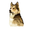 East Siberian Laika, Vostotchno-Sibirskaia Laika dog digital art illustration isolated on white background. Russian origin