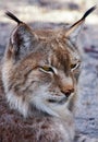 East Siberian lynx.
