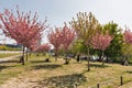 East Side Gallery and spring sakura garden in Berlin, Germany Royalty Free Stock Photo