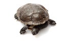 East snake-necked turtle Royalty Free Stock Photo