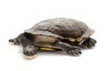East snake-necked turtle Royalty Free Stock Photo