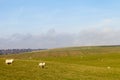 East Sussex landscape. Royalty Free Stock Photo