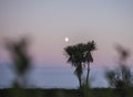 East Sussex, south England - the moon and palm trees at dusk. Royalty Free Stock Photo