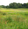 1066 Battlefield covered in spring flowers, Battle, East Sussex UK Royalty Free Stock Photo