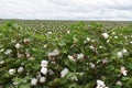 East Texas Cotton 2018