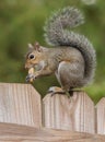 East Texas grey squirrel on a wooden fence