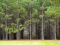 East Texas Trees