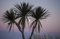 Eastbourne, East Sussex, England - the moon and palm trees at dusk. Royalty Free Stock Photo