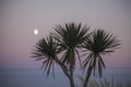 Eastbourne, East Sussex - the moon and palm trees at dusk. Royalty Free Stock Photo