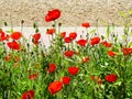 Eastbourne's poppies