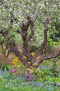 Eastcote House Gardens in springtime: historic walled garden at Eastcote House, Hillingdon, UK.