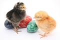 Easter colored eggs and baby chickens