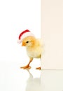 Is it Easter already - confused christmas chicken Royalty Free Stock Photo