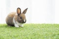 Easter animal bunny concept. Adorable little furry brown, white baby rabbit standing on green grass with light while watching Royalty Free Stock Photo