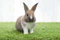 Easter animal bunny concept. Adorable little furry brown, white baby rabbit standing on green grass with light while watching Royalty Free Stock Photo