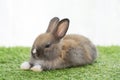 Easter animal bunny concept. Adorable little furry brown, white baby rabbit standing on green grass with light while watching Royalty Free Stock Photo