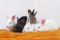 Easter animal bunny concept. Group of adorable little baby rabbit bunny lying down together relax on orange blanket over white Royalty Free Stock Photo