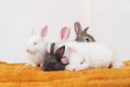 Easter animal bunny concept. Group of adorable little baby rabbit bunny lying down together relax on orange blanket over white Royalty Free Stock Photo