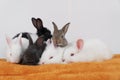 Easter animal bunny concept. Group of adorable little baby rabbit bunny lying down together relax on orange blanket over white Royalty Free Stock Photo