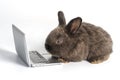 Easter animal bunny education technology concept. Adorable furry baby little black brown rabbit looking at laptop learn something