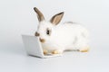 Easter animal bunny education technology concept. Adorable furry baby little white brown rabbit looking at laptop learn something