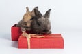 Easter animal bunny family concept. Adorable two newborn baby small gray and brown rabbit sitting together in red gift box with Royalty Free Stock Photo