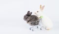 Easter animal bunny family concept. Adorable young white brown rabbit pushing shopping cart with newborn gray cuddly rabbit while