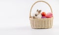 Easter animal and decoration concept. Little cute baby rabbit bunny brown and white sitting in basket with color eggs over Royalty Free Stock Photo